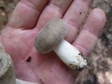 Russula modesta image