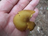 Tricholomopsis decora image