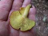 Tricholomopsis decora image