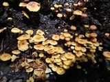 Xeromphalina kauffmanii image