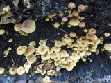 Xeromphalina kauffmanii image