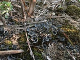 Peltigera extenuata image