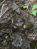 Peltigera extenuata image