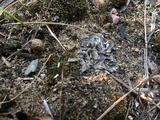 Peltigera extenuata image