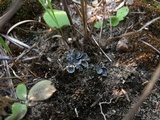 Peltigera extenuata image