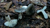 Russula redolens image