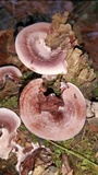 Nigroporus vinosus image