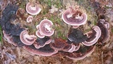 Nigroporus vinosus image