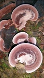 Nigroporus vinosus image