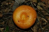 Lactarius croceus image
