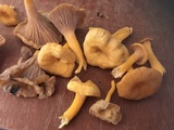 Cantharellus ignicolor image