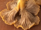 Cantharellus ignicolor image