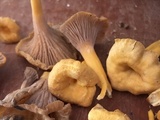 Cantharellus ignicolor image