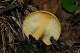 Lactarius croceus image
