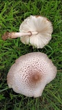 Leucoagaricus americanus image