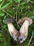 Tylopilus variobrunneus image