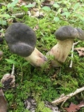 Tylopilus variobrunneus image
