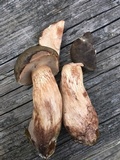 Tylopilus variobrunneus image