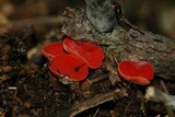 Sarcoscypha occidentalis image