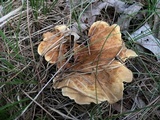 Tapinella atrotomentosa image