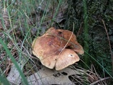 Tapinella atrotomentosa image