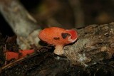 Sarcoscypha occidentalis image