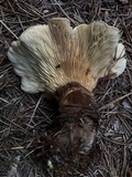 Tapinella atrotomentosa image
