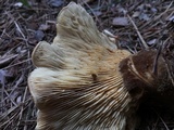 Tapinella atrotomentosa image