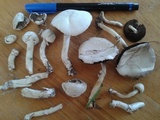 Agaricus argyropotamicus image