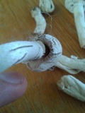 Agaricus argyropotamicus image