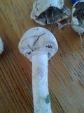 Agaricus argyropotamicus image
