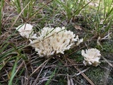 Sebacina schweinitzii image
