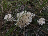 Sebacina schweinitzii image