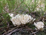 Sebacina schweinitzii image