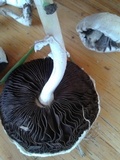 Agaricus argyropotamicus image