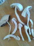 Agaricus argyropotamicus image