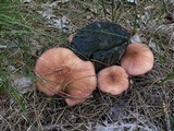 Tricholomopsis rutilans image