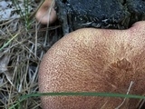 Tricholomopsis rutilans image