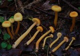Hygrocybe miniceps image