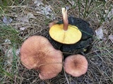 Tricholomopsis rutilans image
