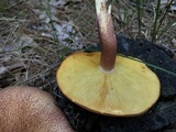 Tricholomopsis rutilans image