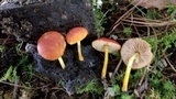Pluteus aurantiorugosus image