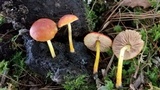 Pluteus aurantiorugosus image