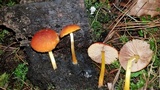 Pluteus aurantiorugosus image