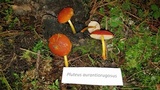 Pluteus aurantiorugosus image