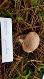 Lycoperdon pusillum image