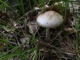 Amanita brunnescens image