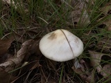 Amanita brunnescens image