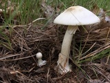 Amanita brunnescens image