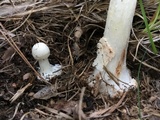 Amanita brunnescens image
